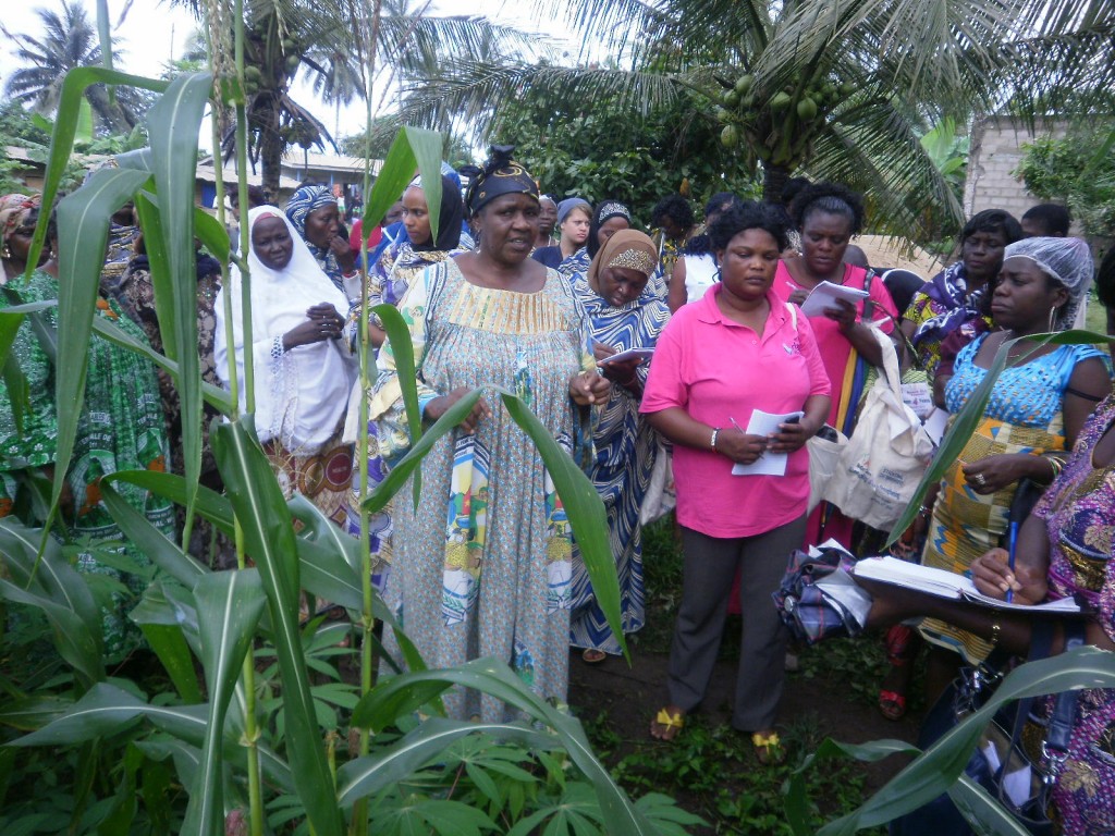 Women groups learn best practices at a demonstration farm in Mambanda, Kumba